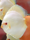 Albino Platinum