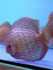 Red Diamond