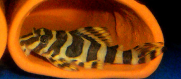 L 134